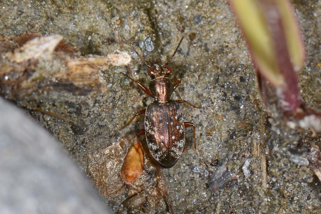 Carabidae: Asaphidion pallipes? S.